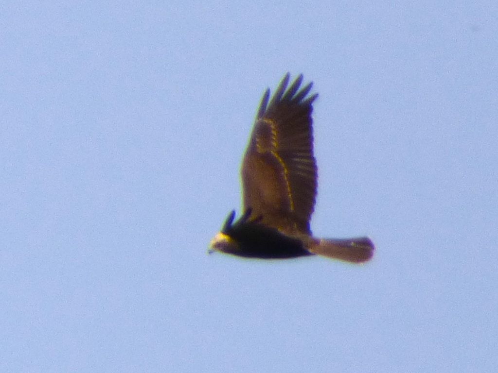 Falco di palude